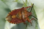 Ohne deutschen Namen (Carpocoris purpureipennis) ?