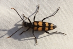 Vierbindiger Schmalbock (Leptura quadrifasciata)