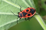 Feuerwanze (Pyrrhocoris apterus)
