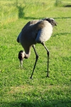 Kranich (Grus grus)