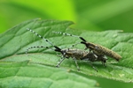Scheckhorn-Distelbock (Agapanthia villosoviridescens)