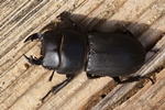Balkenschr&ouml;ter (Dorcus parallelipipedus)