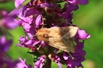 Markeule (Hydraecia micacea)