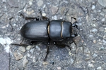 Balkenschr&ouml;ter (Dorcus parallelipipedus)