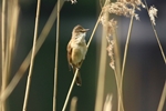Drosselrohrs&auml;nger (Acrocephalus arundinaceus)