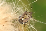 Beerenwanze (Dolycoris baccarum)