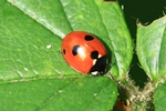 F&uuml;nfpunkt-Marienk&auml;fer (Coccinella quinquepunctata)