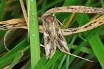 Gammaeule (Autographa gamma)