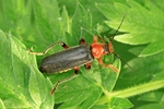 Variabler Weichk&auml;fer (Cantharis livida)