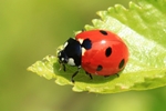 Siebenpunkt-Marienk&auml;fer (Coccinella septempunctata)