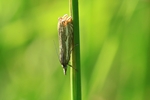  Ohne deutschen Namen (Crambus ericella)