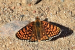 Wegerich-Scheckenfalter (Melitaea cinxia)