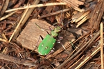Feld-Sandlaufk&auml;fer (Cicindela campestris)