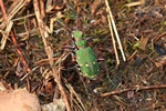 Feld-Sandlaufk&auml;fer (Cicindela campestris)