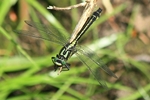 Gemeine Keiljungfer (Gomphus Vulgatissimus) - M&auml;nnchen