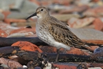 Junger Alpenstrandl&auml;ufer (Calidris alpina)