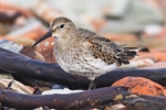 Junger Alpenstrandl&auml;ufer (Calidris alpina)