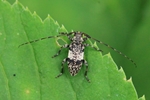 Braungrauer Splintbock oder Nebelfleckbock (Leiopus nebulosus)