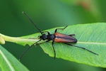 Kleiner- oder Gemeiner Schmalbock (Stenurella melanura)