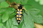 Vierbindiger Schmalbock (Leptura quadrifasciata)