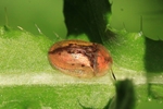 Rostiger Schildk&auml;fer (Cassida vibex)