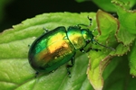 Ohne deutschen Namen (Chrysolina graminis)