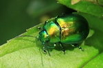 Ohne deutschen Namen (Chrysolina graminis)