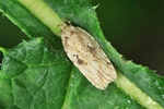 Ohne deutschen Namen (Agonopterix arenella)