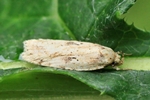 Ohne deutschen Namen (Agonopterix arenella)