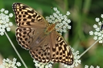 Kaisermantel (Argynnis paphia) - Weibchen - Form valesina