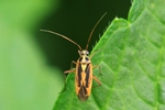 Ohne deutschen Namen (Stenotus binotatus) - M&auml;nnchen