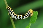 Braunwurzm&ouml;nch (Cucullia scrophulariae) 