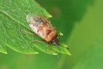 Birkenwanze (Kleidocerys resedae)