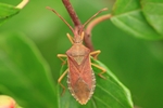 Ohne deutschen Namen (Gonocerus acuteangulatus)
