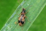 Gemeiner Einhornk&auml;fer (Notoxus monocerus)