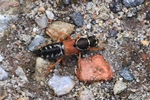 Ohne deutschen Namen (Staphylinus dimidiaticornis)