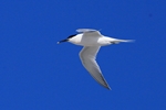 Brandseeschwalbe (Sterna sandvicensis)