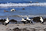 Eiderenten am Strand PK
