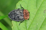Rothalsige Silphe (Oiceoptoma thoracia)