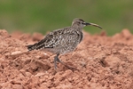 Regenbrachvogel (Numenius phaeopus)