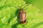 Ohne deutschen Namen (Galerucella lineola)