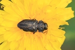 Vierpunkt-Kiefernprachtk&auml;fer (Anthaxia quadripunctata)