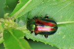 Oval&auml;ugiger Blattk&auml;fer (Chrysolina fastuosa)