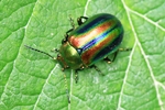 Oval&auml;ugiger Blattk&auml;fer (Chrysolina fastuosa)