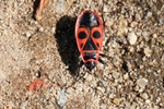 Feuerwanze (Pyrrhocoris apterus)