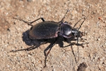 Hainlaufk&auml;fer (Carabus nemoralis)