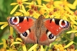 Tagpfauenauge (Aglais io)