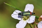 Zweifleckiger Malachitk&auml;fer (Malachius bipustulatus)