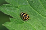 Vierzehnpunkt-Marienk&auml;fer (Propylea quatuordecimpunctata)