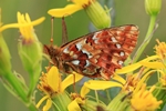 Hochmoor-Perlmuttfalter (Boloria aquilonaris) 